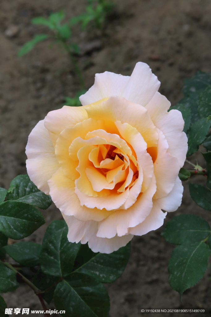 月季花 