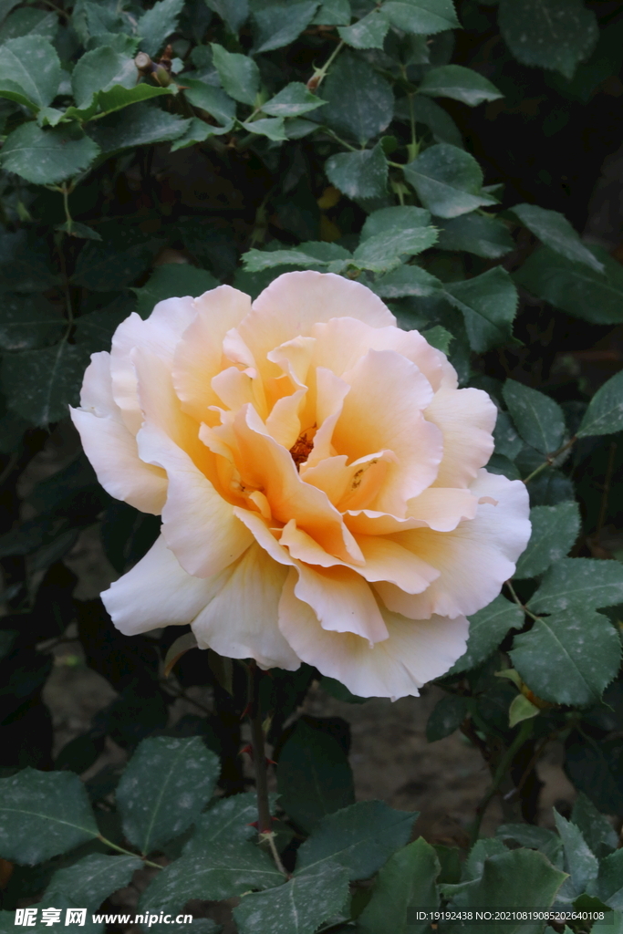 月季花