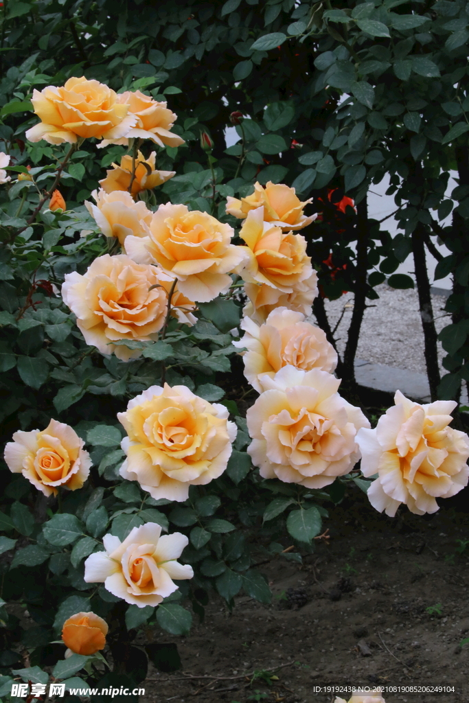 月季花