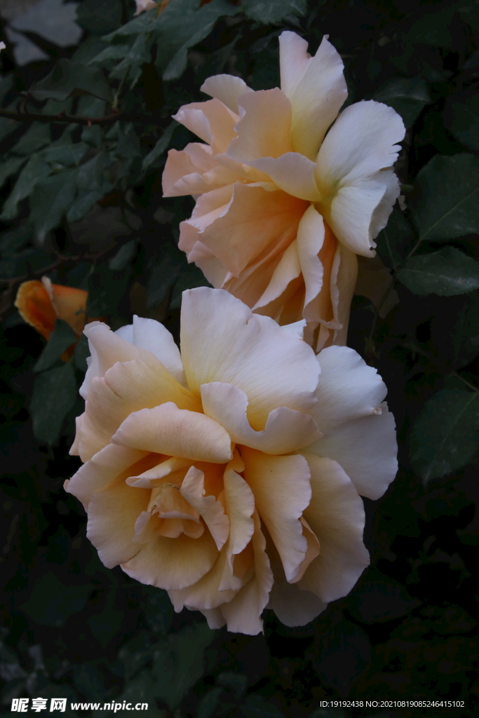 月季花 
