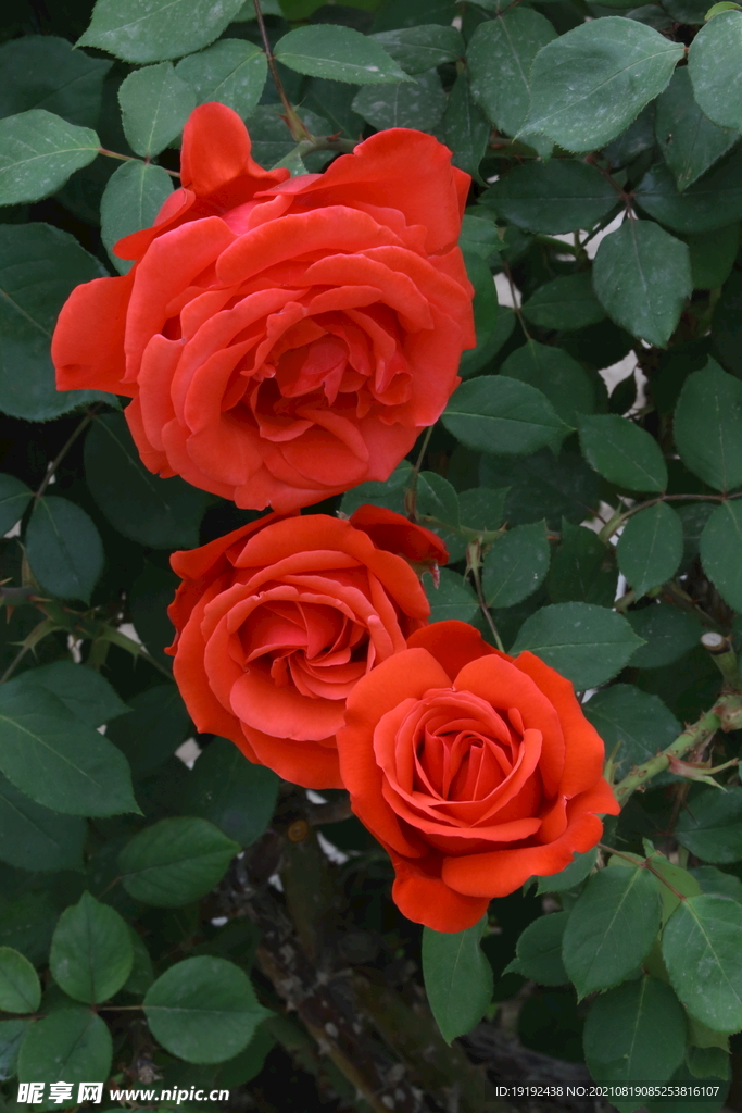 月季花 