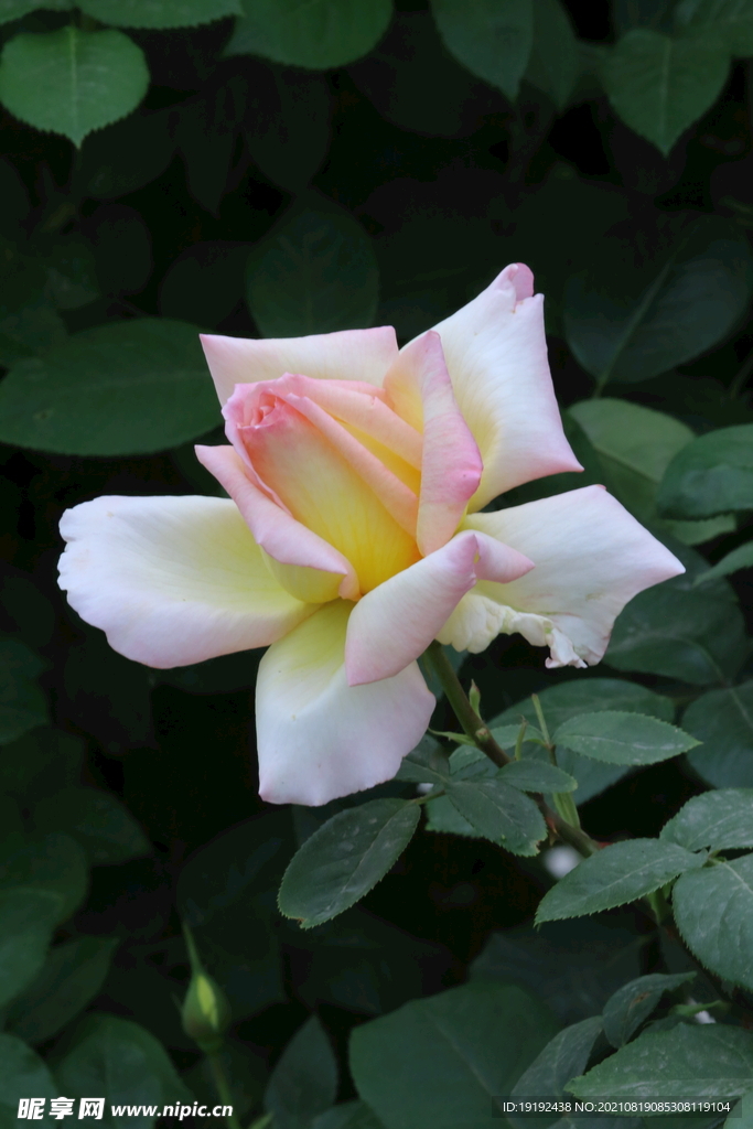月季花 