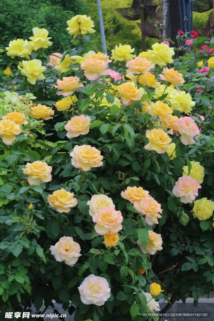 月季花 