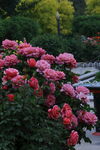 月季花
