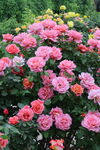 月季花 