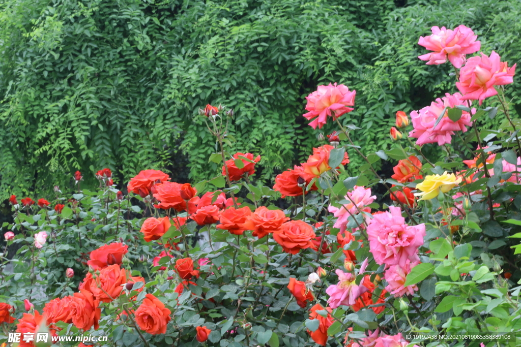 月季花