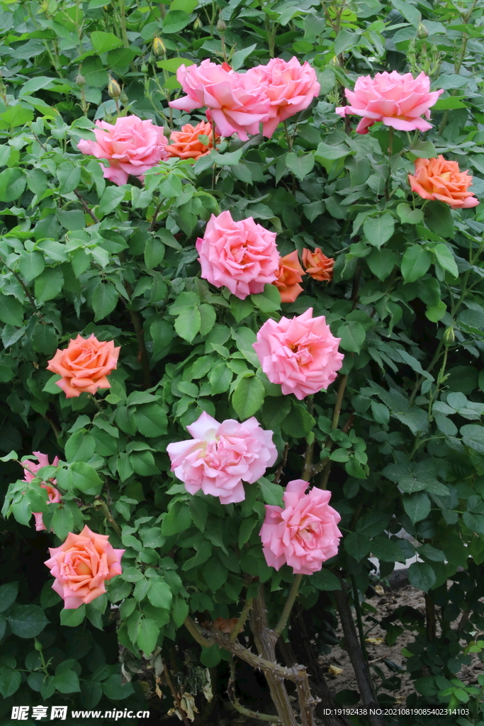 月季花 