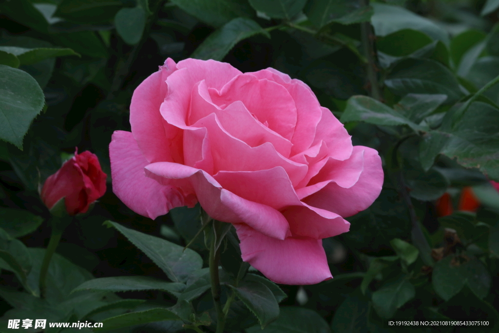 月季花