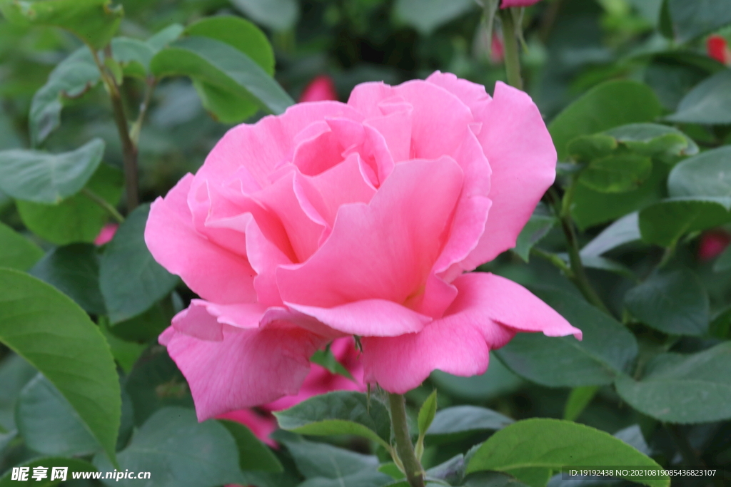 月季花
