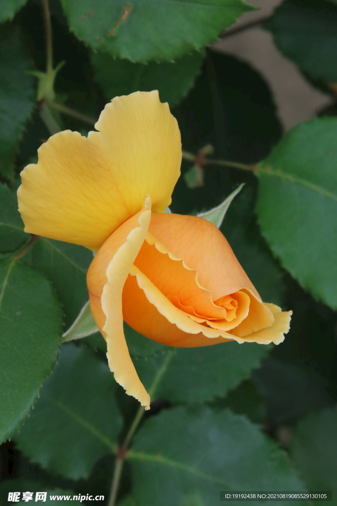 月季花 
