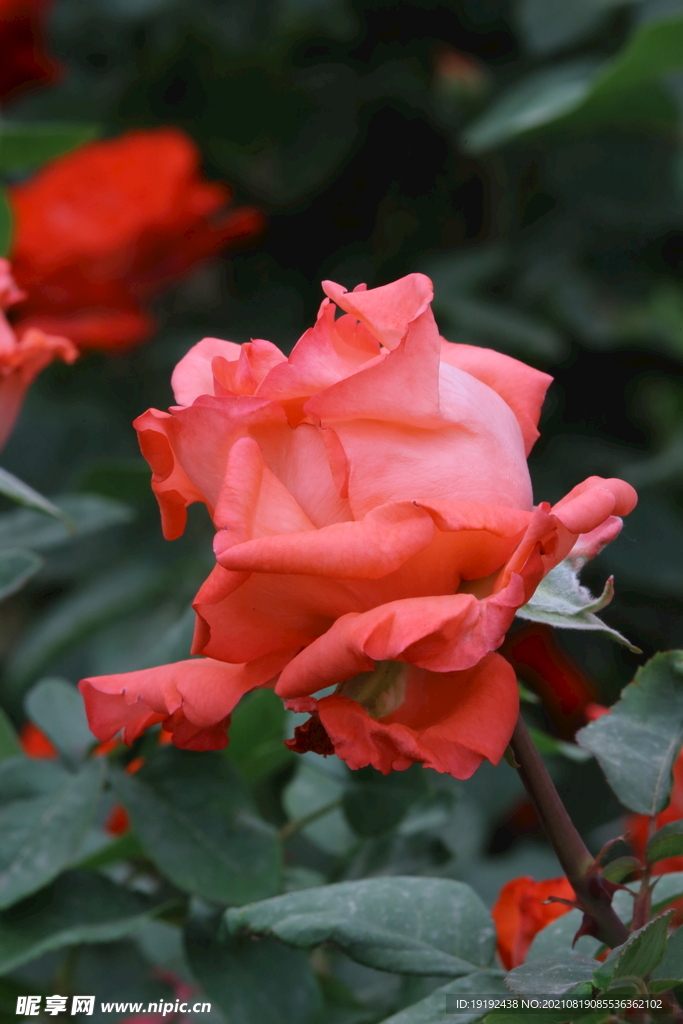 月季花