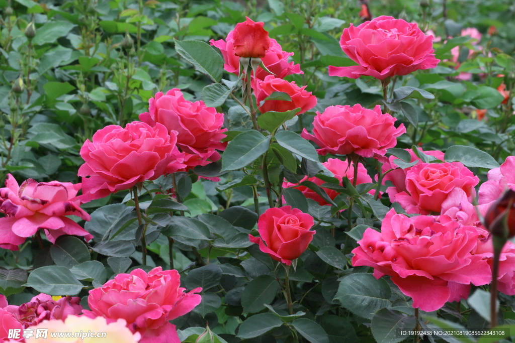 月季花 