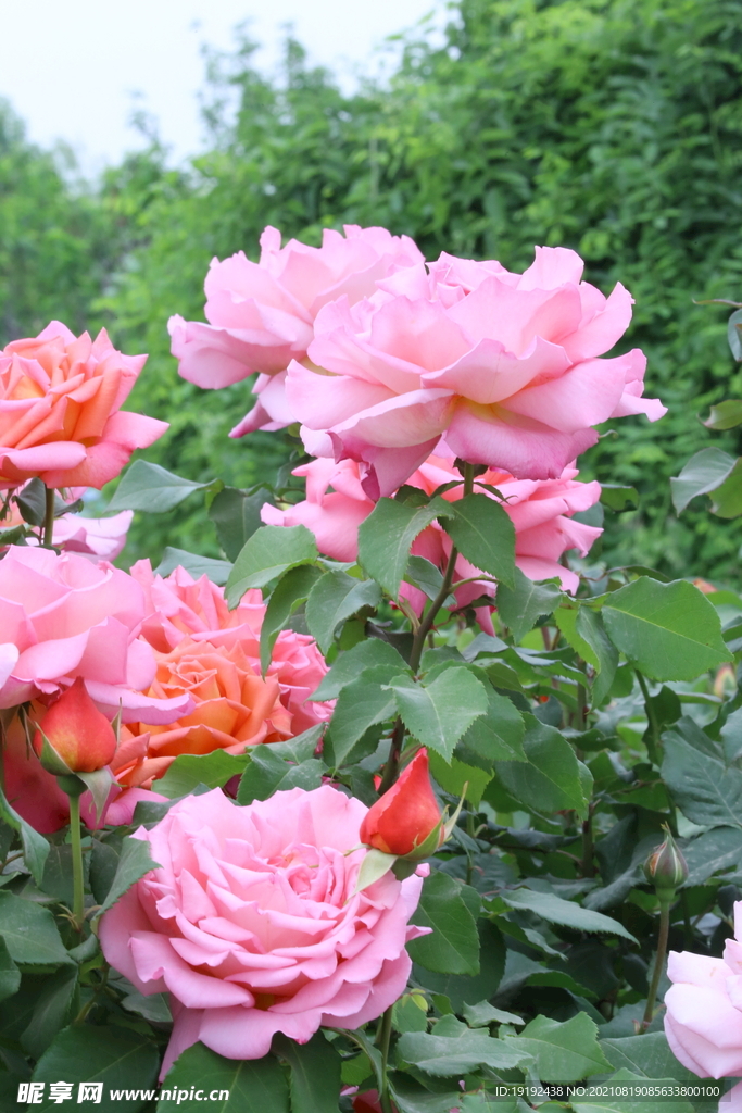 月季花