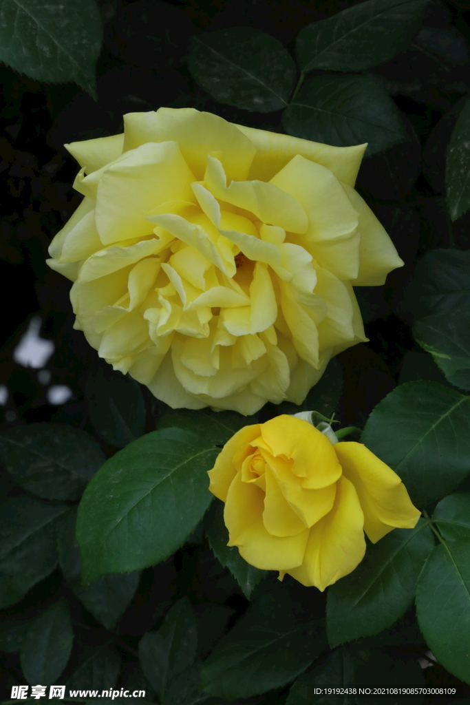 月季花 