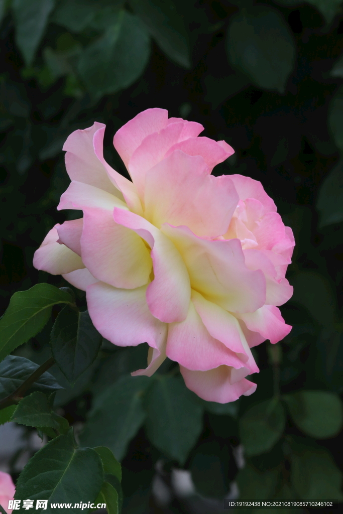 月季花