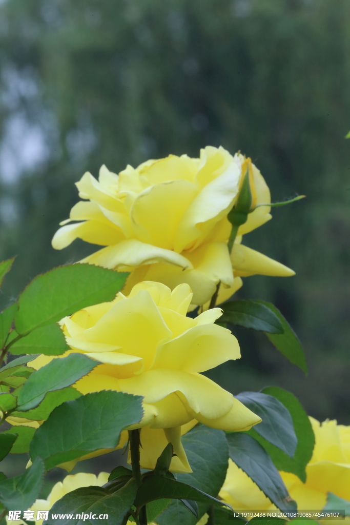 月季花 