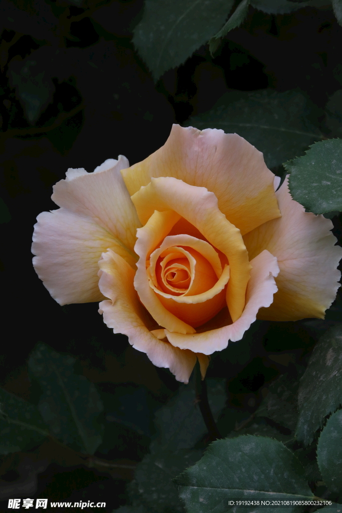 月季花