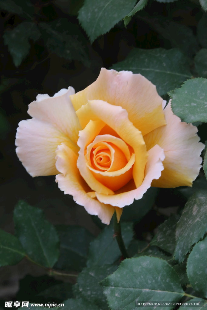 月季花
