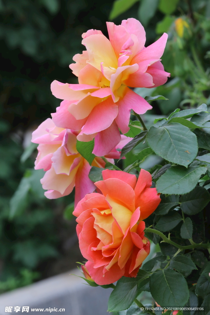 月季花