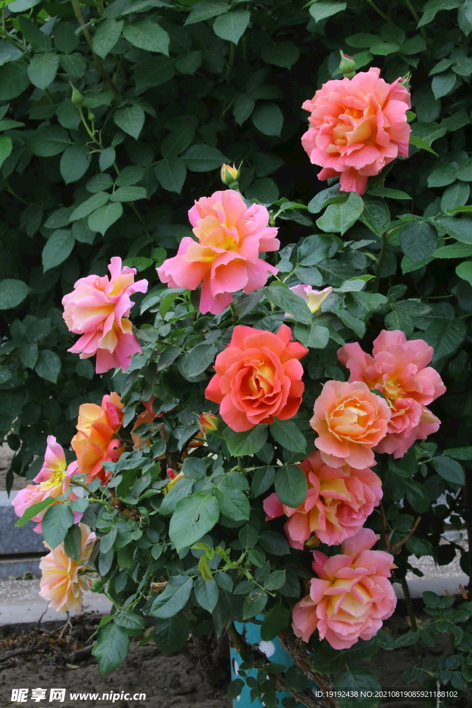 月季花 