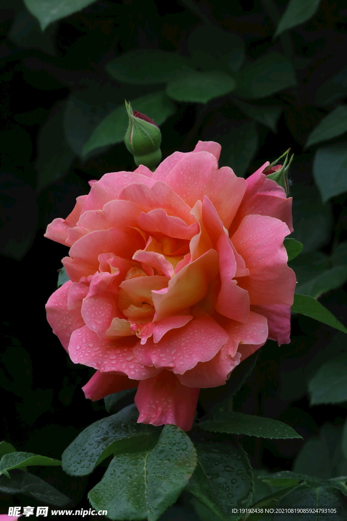 月季花