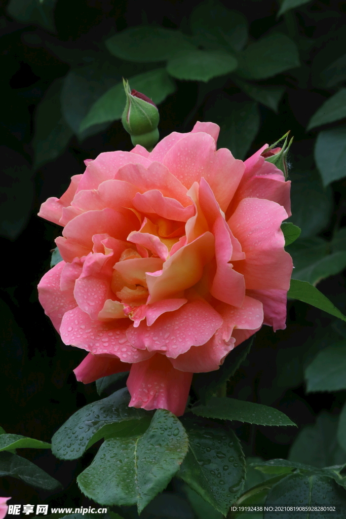 月季花