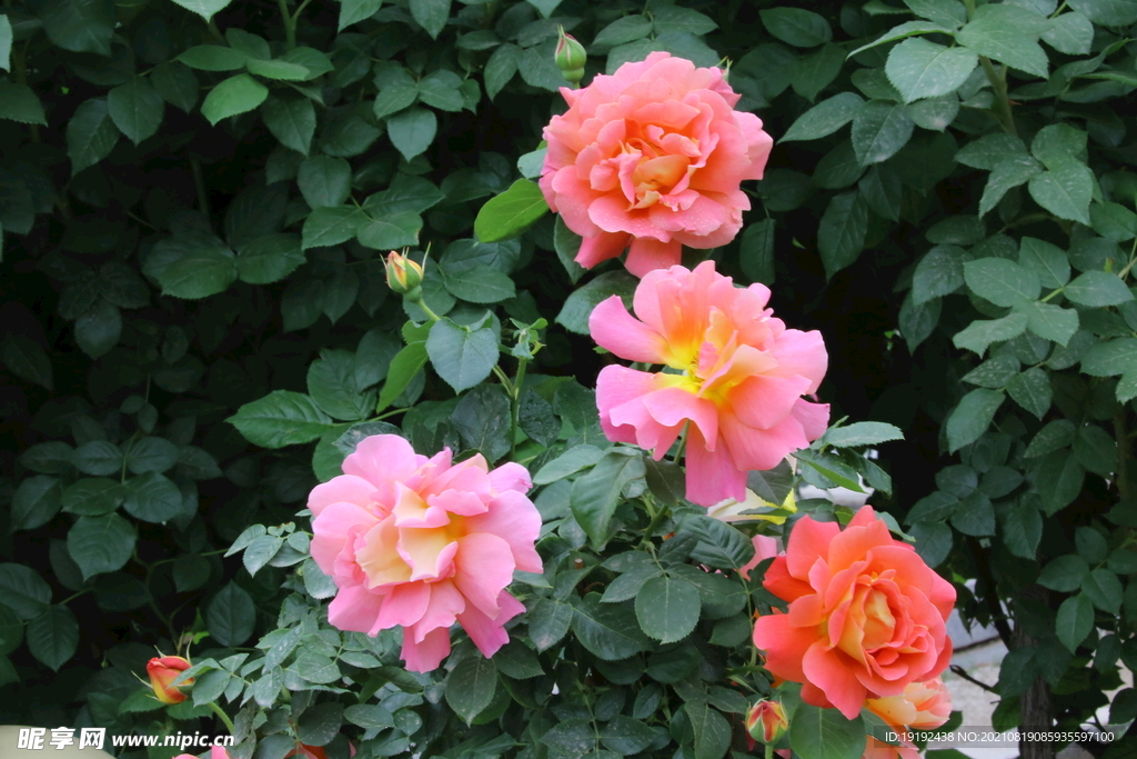 月季花