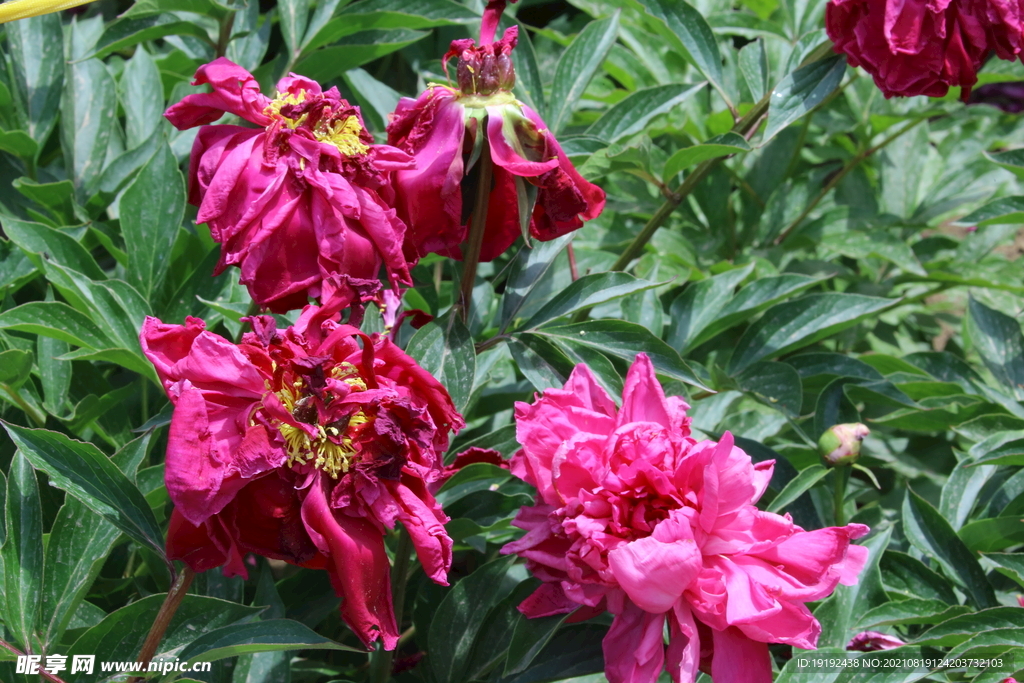 芍药