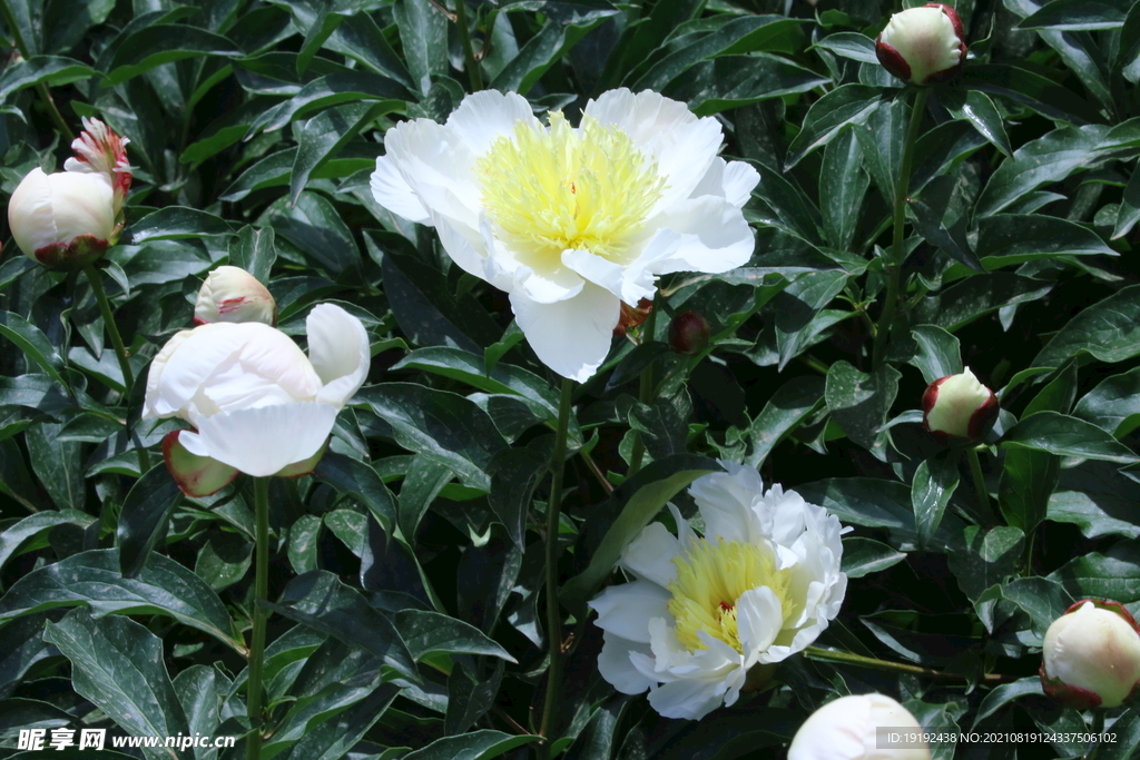 芍药  