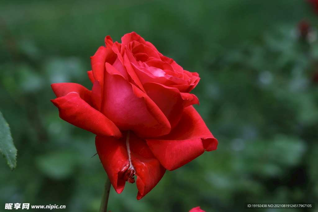 月季花 