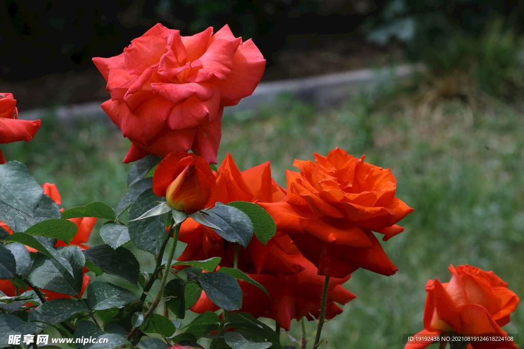 月季花