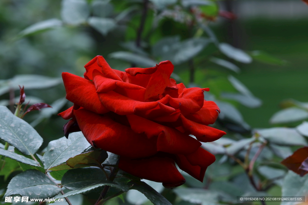 月季花 