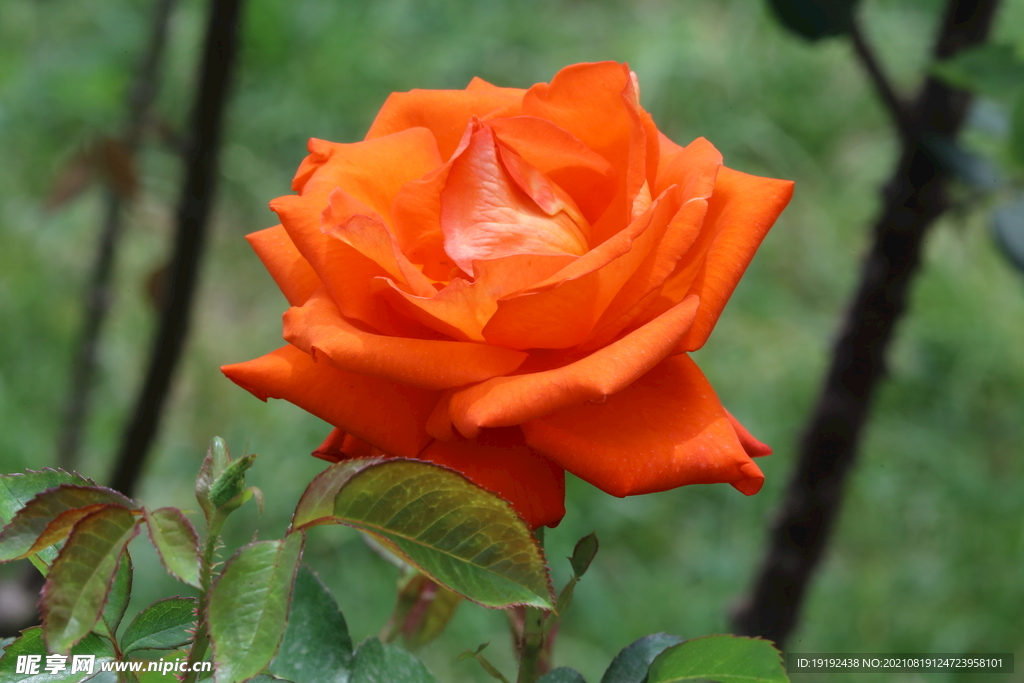 月季花