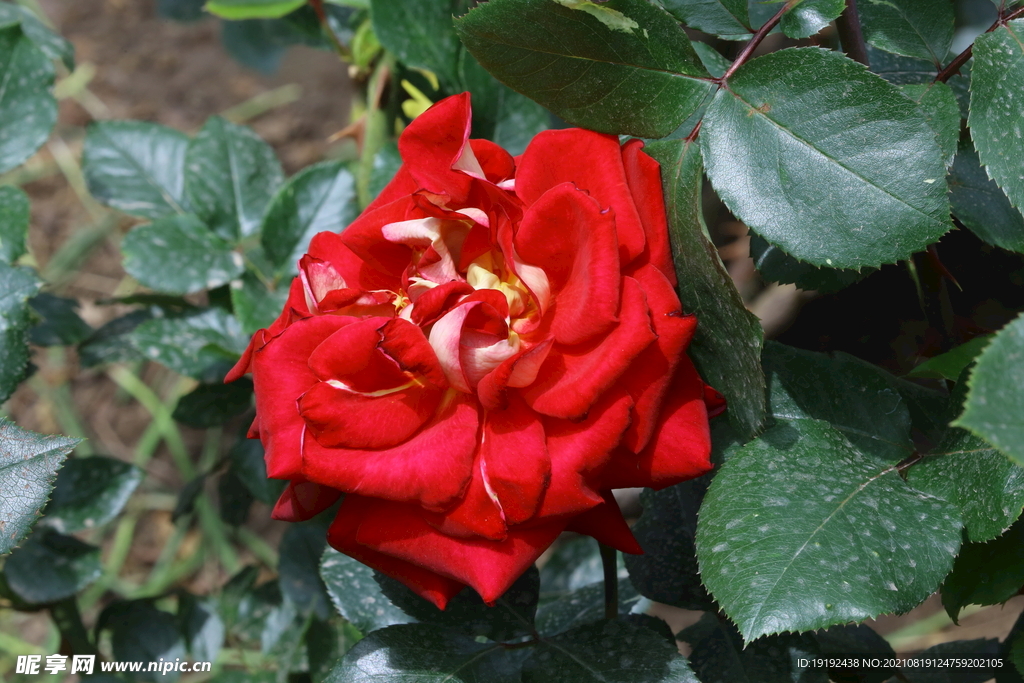 月季花