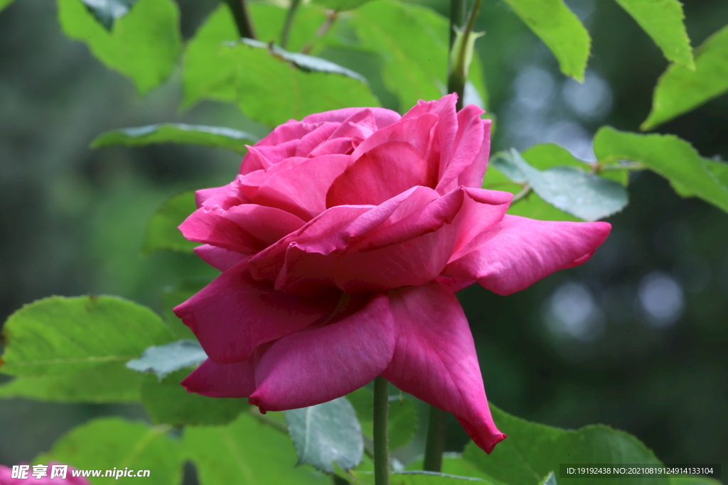 月季花