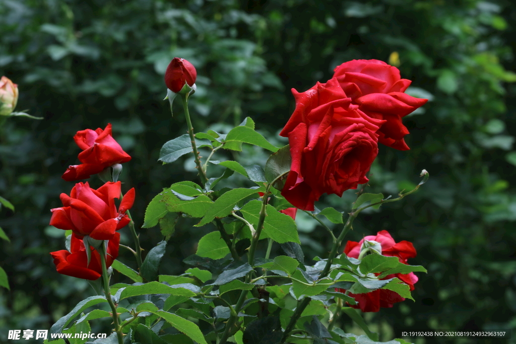 月季花