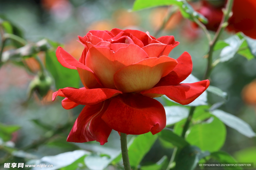 月季花