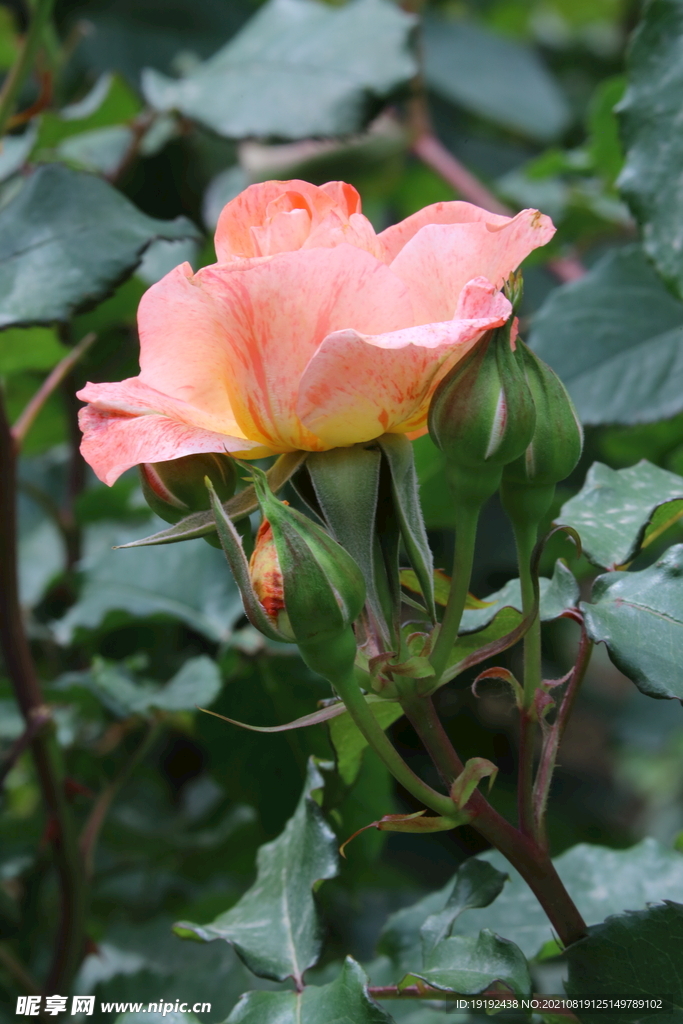 月季花