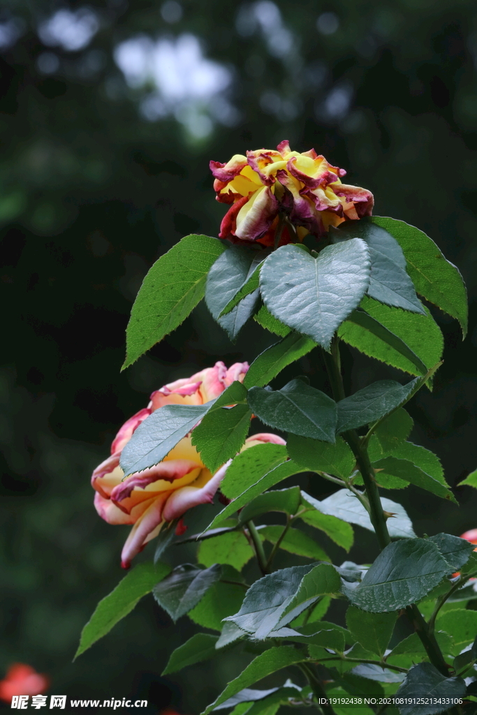 月季花 