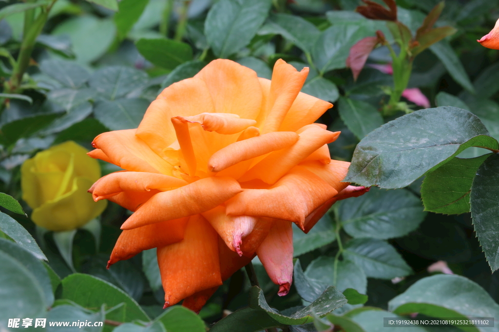月季花