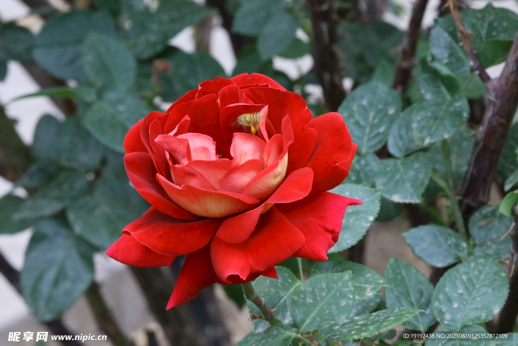 月季花