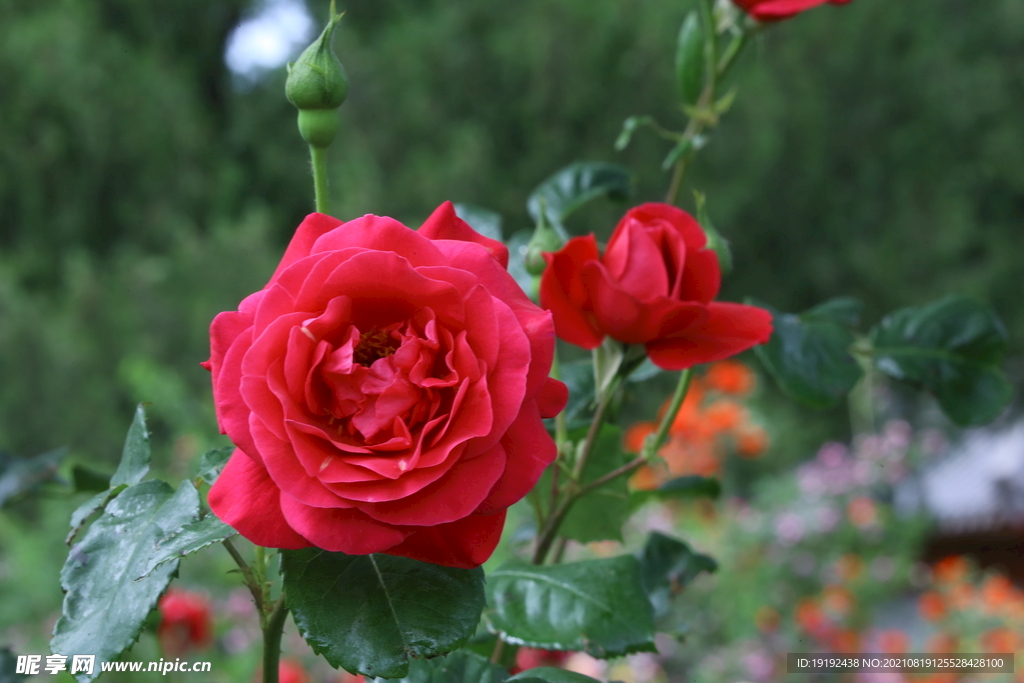 月季花 