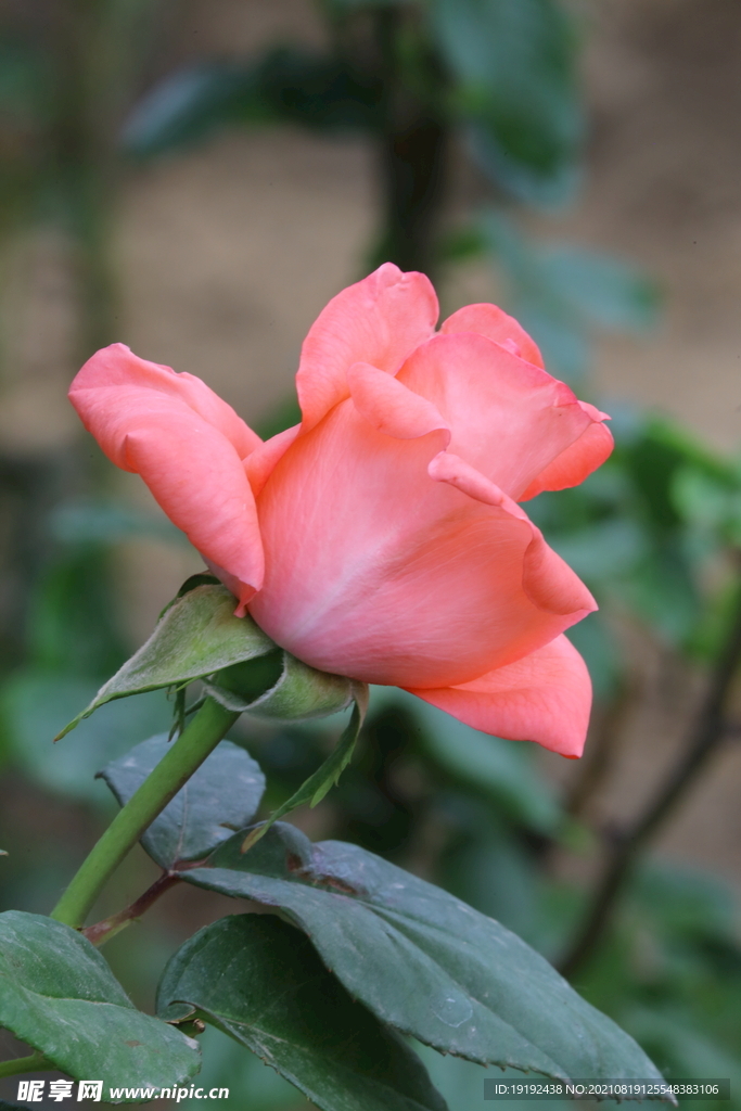 月季花 