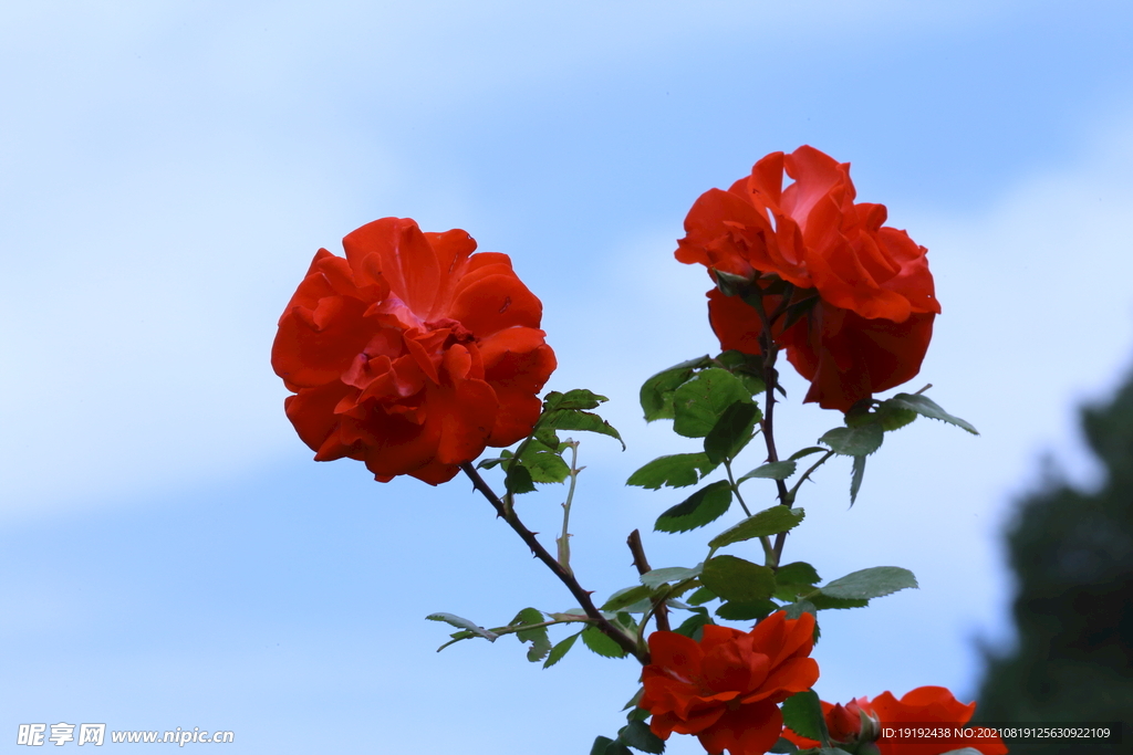 月季花 