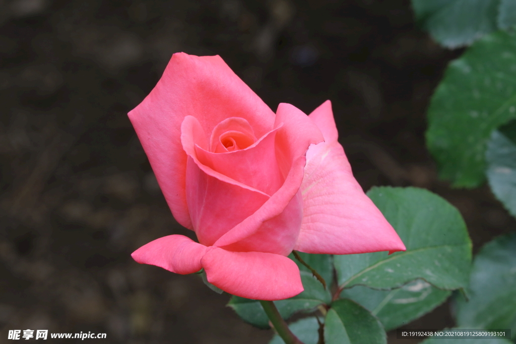 月季花