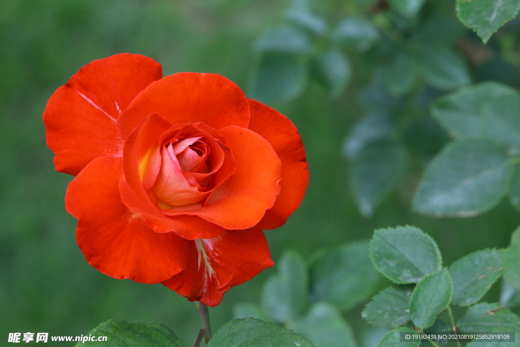 月季花 