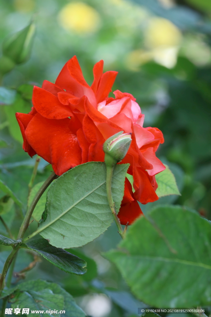 月季花