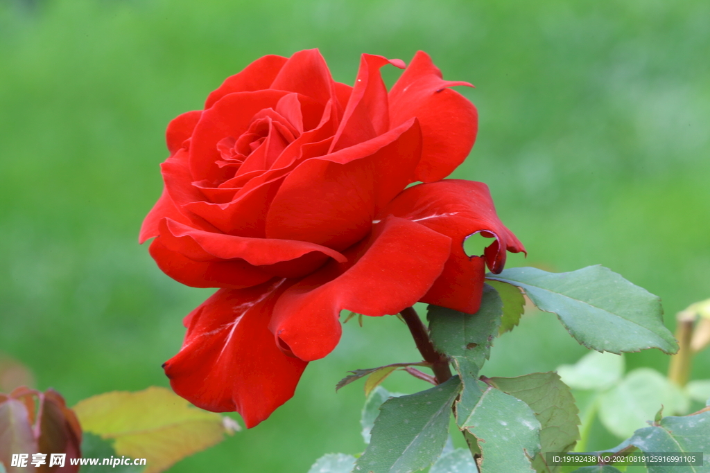 月季花 