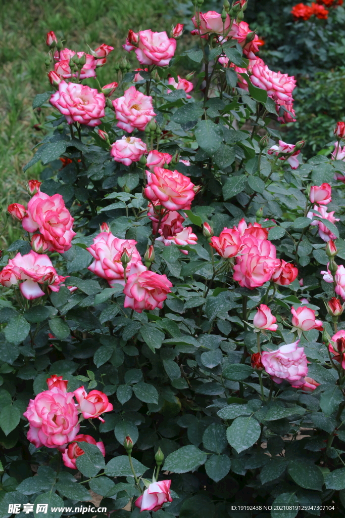 月季花 