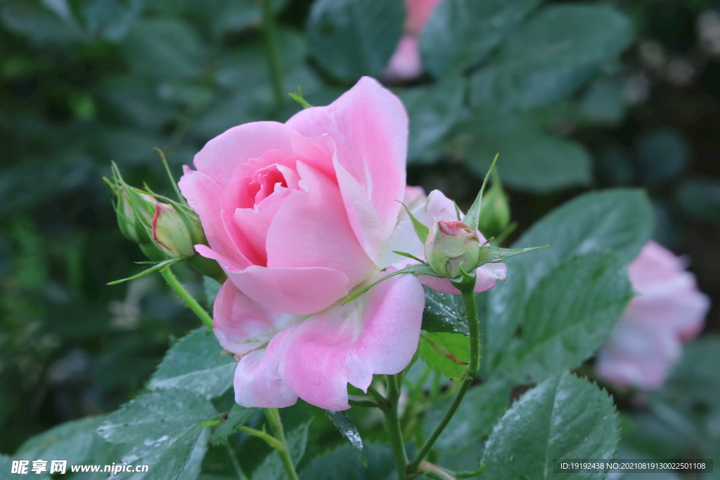 月季花 